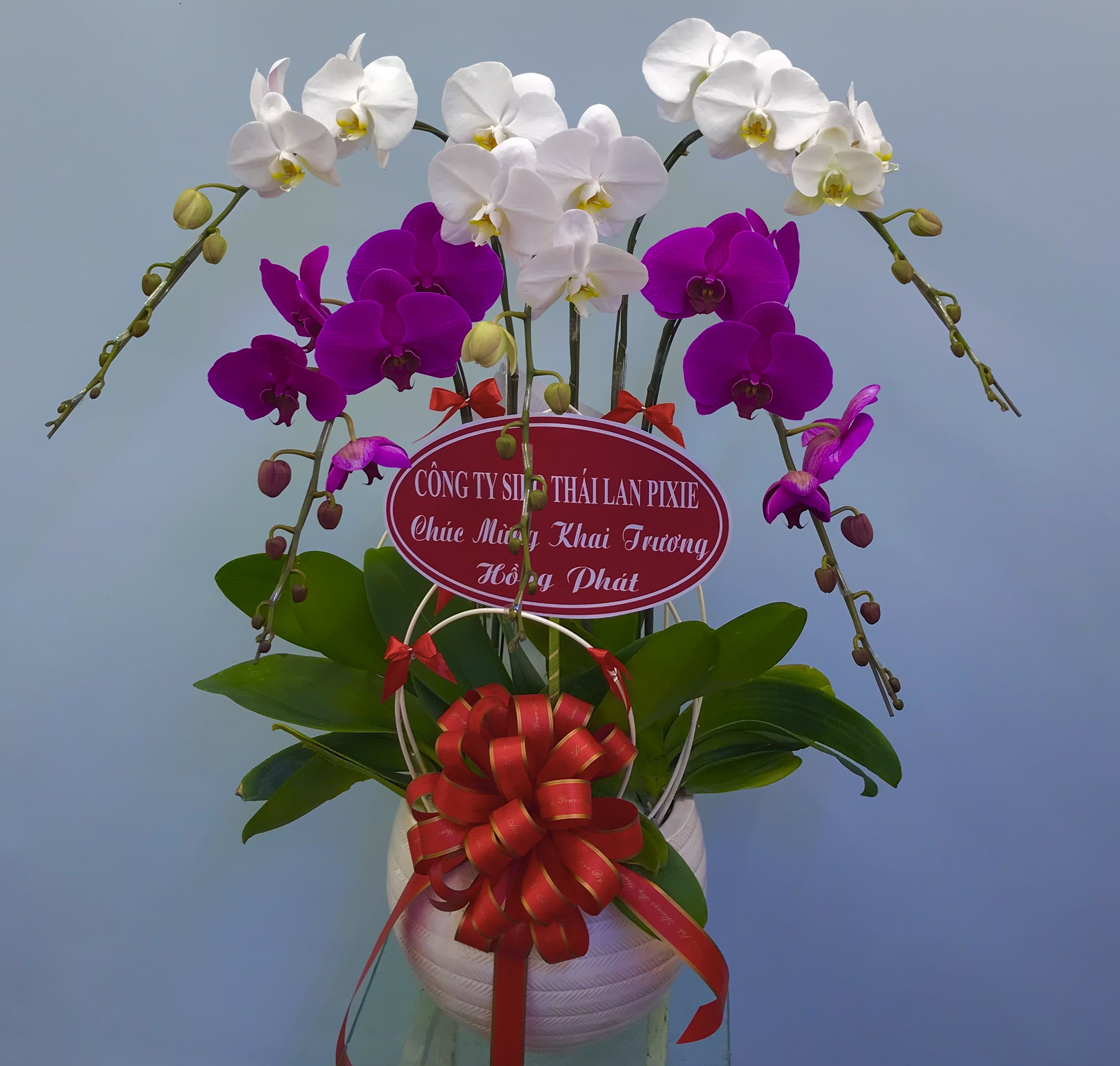 Hoa Lan Khai Trương 00111